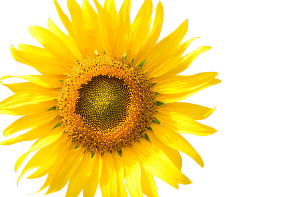 istock Beautiful sunflower isolated on white 1194305770