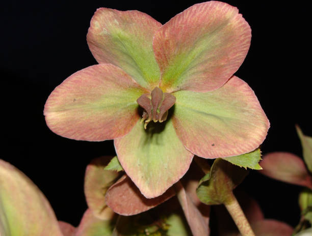istock Helleborus orientalis 1194306351