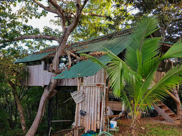 istock a hut in the jungle 1194306930