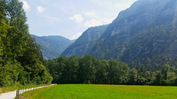 green grass in the austrain alps at summer