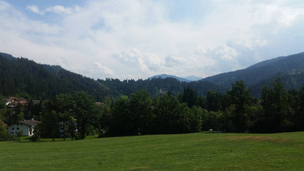 green grass in the austrain alps at summer