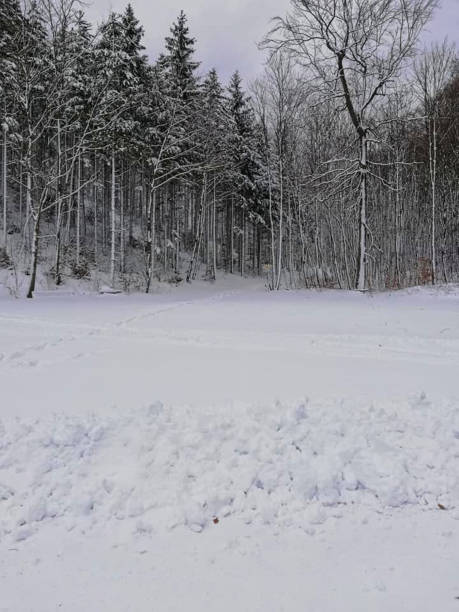 winter in the forest with snow on the trees