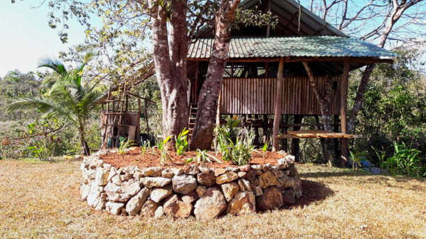 istock round stones with a tree in the jungle 1194307011