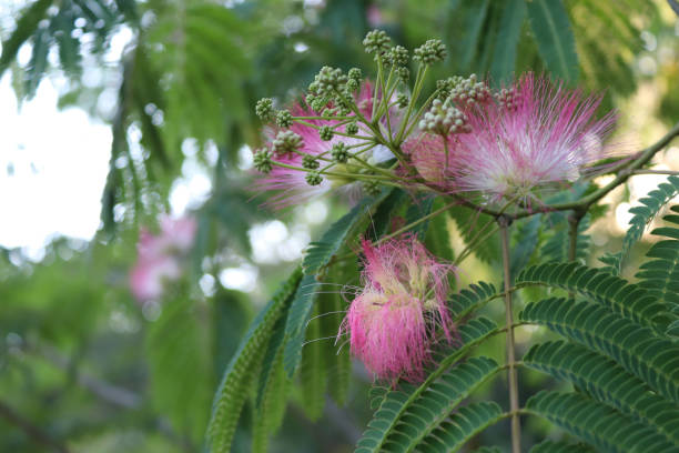 flowering plants in the summertime