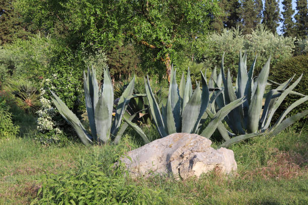 an agave in the grassland at summer