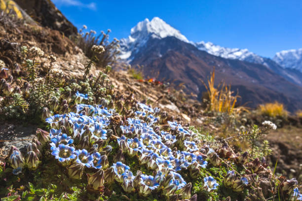 Blue gentian flowers on the background of the Himalayan mountains, Nepal stock photo