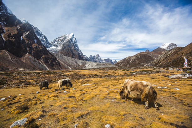 istock Yaks graze. Himalayan mountains of Nepal 1194307958