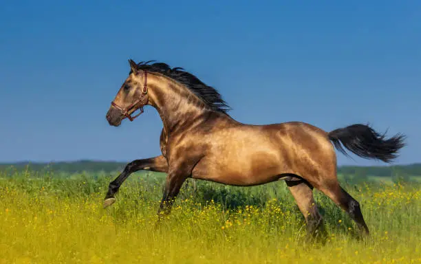 Golden bay Andalusian horse in blooming meadow against blue sky.
