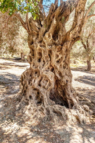 オリーブ畑の古い木 - olive tree tree root old ストックフォトと画像