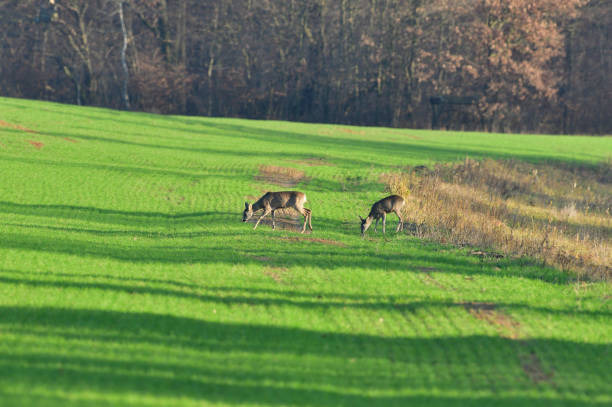 Roe deer coming out of the woods for grazing pasture in the evening stock photo