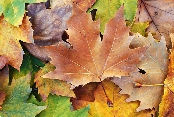 Autumn fallen leaf background stock photo