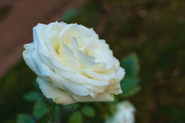 istock White rose flower on blurred backdrop  in the garden. Nature background. 1194312896