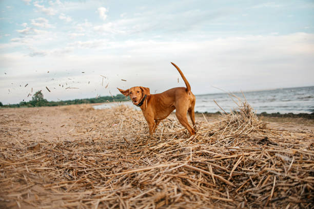 Hungarian breed dog portrait. No people