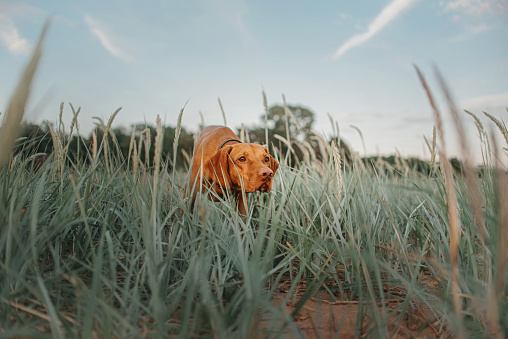 vizsla dog pointing in the grass on the beach