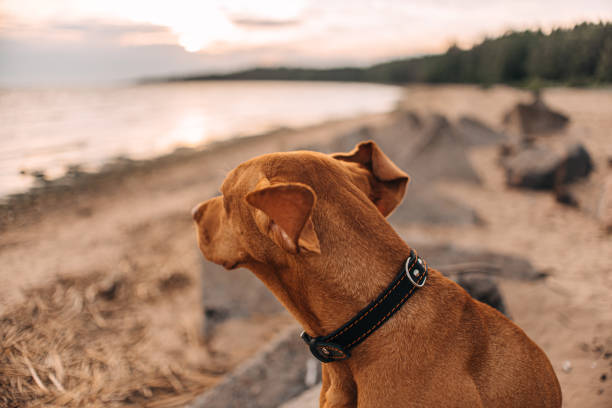 vizsla dog in a collar posing on a beach, rear view stock photo