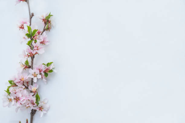 istock Beautiful pink sakura or cherry blossom close up. 1194316627