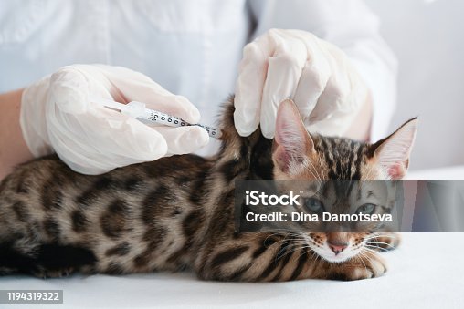 istock The vet gives an injection to the kitten. Subcutaneous injection. Treatment, vaccination. 1194319322