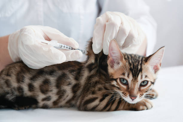 The vet gives an injection to the kitten. Subcutaneous injection. Treatment, vaccination. The kitten is on the table in front of the vet. The doctor makes a subcutaneous injection. Doctor's hands in gloves. Insulin syringe. Kitten looks into the lens. Treatment, vaccination. bengal cat purebred cat photos stock pictures, royalty-free photos & images