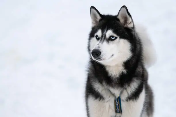 Photo of Husky dog portrait, winter snowy background. Funny pet on walking before sled dog training.