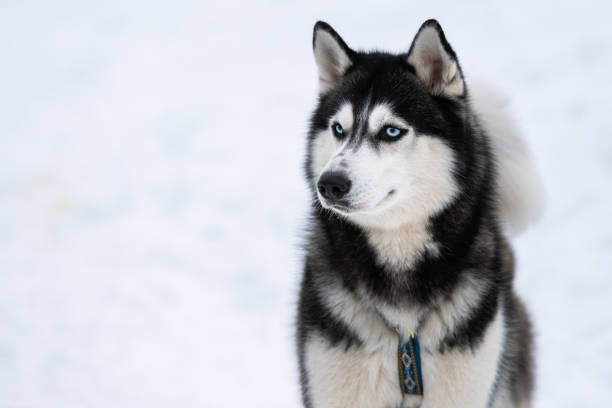 husky dog portrait, winter snowy background. funny pet on walking before sled dog training. - siberian husky imagens e fotografias de stock