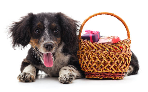 istock Black puppy with gifts. 1194320726