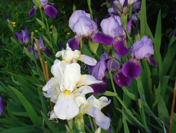 Photo of Germanic iris