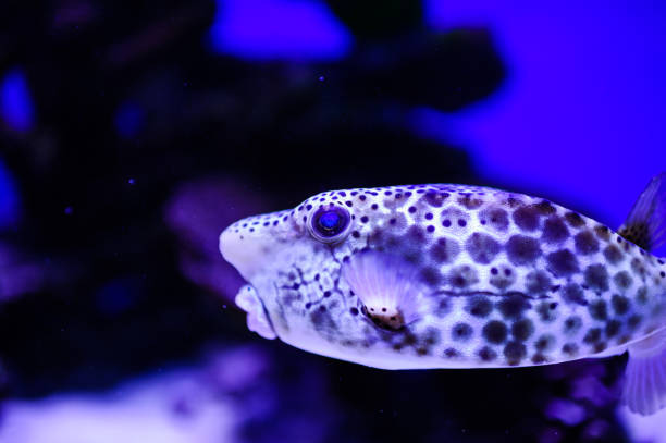 istock Wonderful and beautiful underwater world with corals and tropical fish. 1194322282
