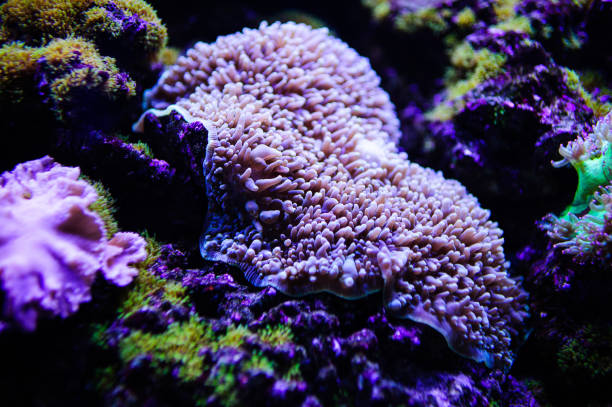 istock Wonderful and beautiful underwater world with corals and tropical fish. 1194322322