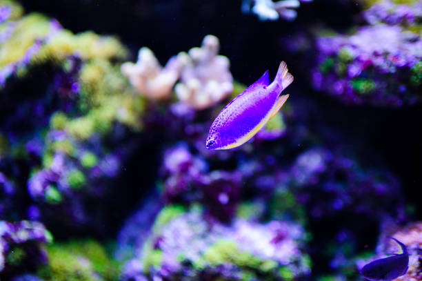 istock Wonderful and beautiful underwater world with corals and tropical fish. 1194322324