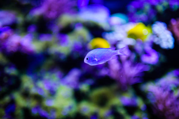 istock Wonderful and beautiful underwater world with corals and tropical fish. 1194322337