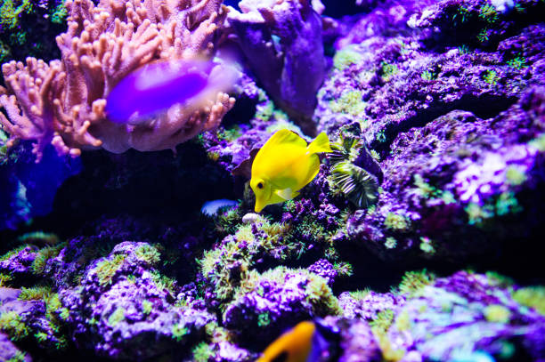 istock Wonderful and beautiful underwater world with corals and tropical fish. 1194322353