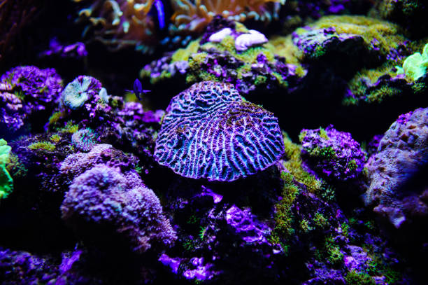 istock Wonderful and beautiful underwater world with corals and tropical fish. 1194322363