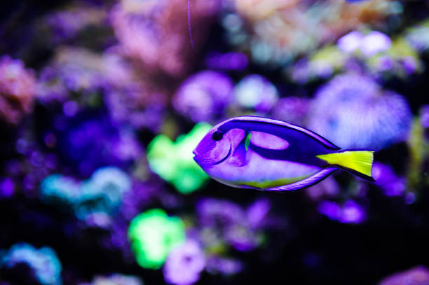 istock Wonderful and beautiful underwater world with corals and tropical fish. 1194322371
