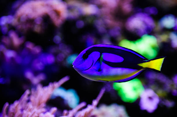 istock Wonderful and beautiful underwater world with corals and tropical fish. 1194322378