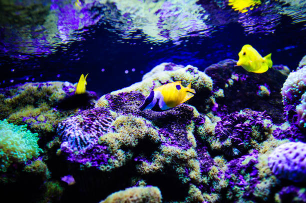 istock Wonderful and beautiful underwater world with corals and tropical fish. 1194322393