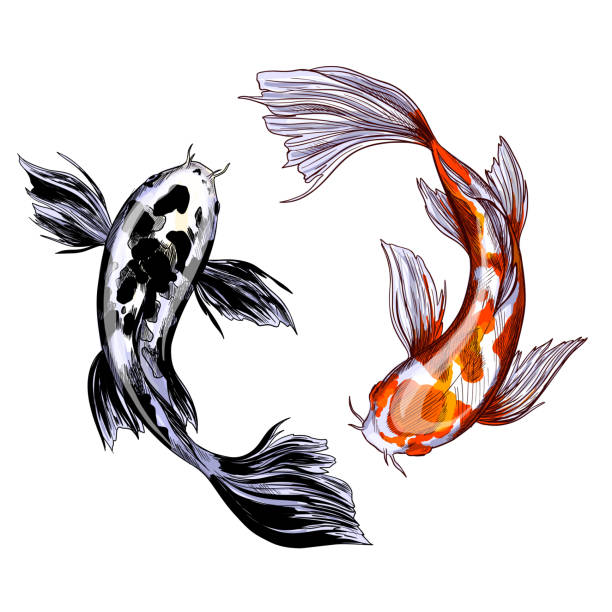 960+ Koi Fish Sketch Stock Illustrations, Royalty-Free Vector Graphics &  Clip Art - iStock
