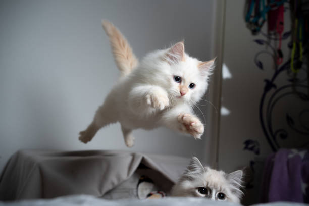 jumping kitten cute cream silver tabby point ragdoll kitten jumping flying in the air playing siberian cat photos stock pictures, royalty-free photos & images