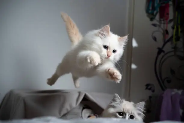Photo of jumping kitten