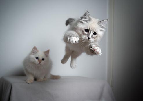 cute playful blue silver tabby point white ragdoll kitten jumping and flying in the air playing and looking ahead very focused. another kitten is watching in the background