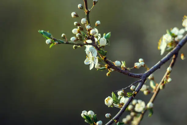cherry little and simple flowers in spring. Cherry blossom, cherry tree, bud, shallow depth of field