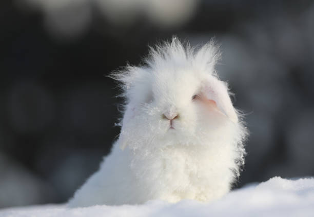 istock white funny fluffy rabbit in the snow 1194326318