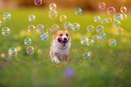 cute ginger Corgi dog puppy is running merrily through the green bright meadow with bright soapy shiny bubbles on a Sunny summer day