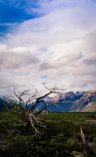 istock dead tree in  El Chalten national park 1194328503