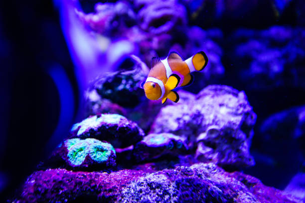 istock Wonderful and beautiful underwater world with corals and tropical fish. 1194328737
