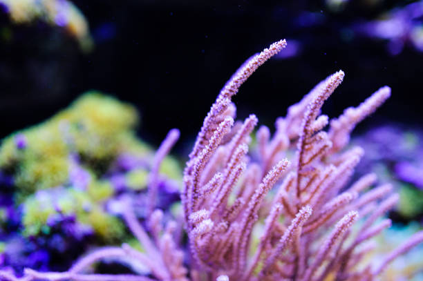 istock Wonderful and beautiful underwater world with corals and tropical fish. 1194328777