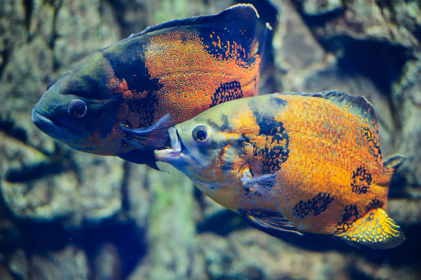 istock Wonderful and beautiful underwater world with corals and tropical fish. 1194328794