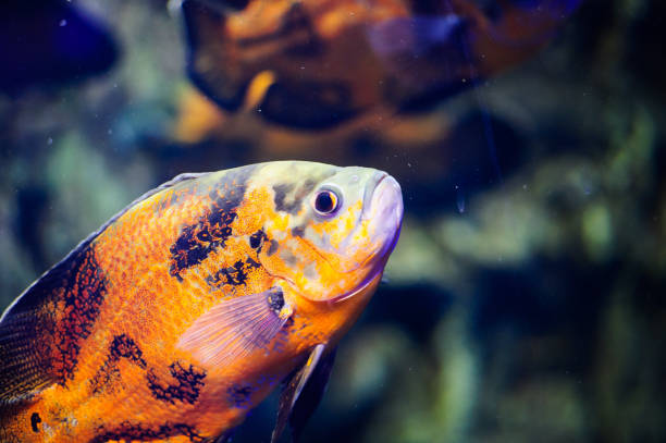 istock Wonderful and beautiful underwater world with corals and tropical fish. 1194328802
