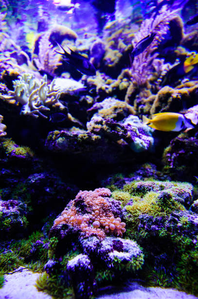istock Wonderful and beautiful underwater world with corals and tropical fish. 1194328815