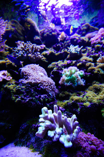 istock Wonderful and beautiful underwater world with corals and tropical fish. 1194328822