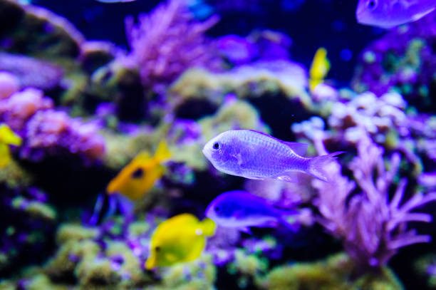 istock Wonderful and beautiful underwater world with corals and tropical fish. 1194328824